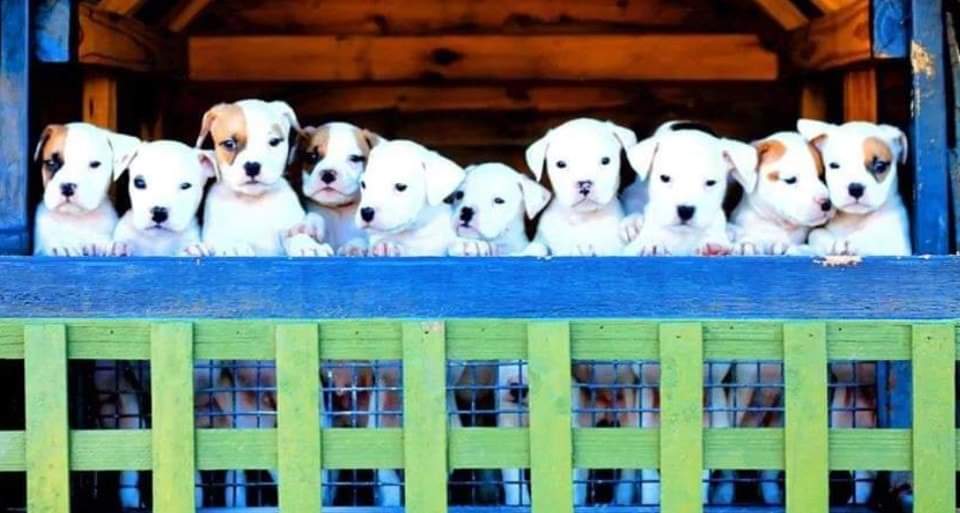 Natural Pet Products